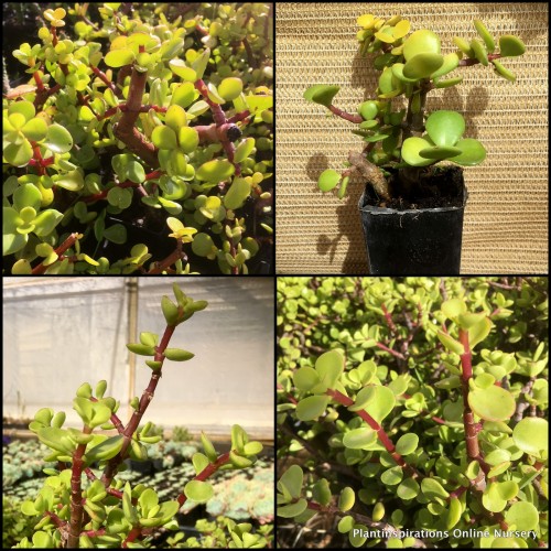 Elephant Bush x 1 Dwarf Jade Small Leaf Succulents Plants Shrubs Rockery Jade Indoors Bonsai Portulacaria afra Crassula